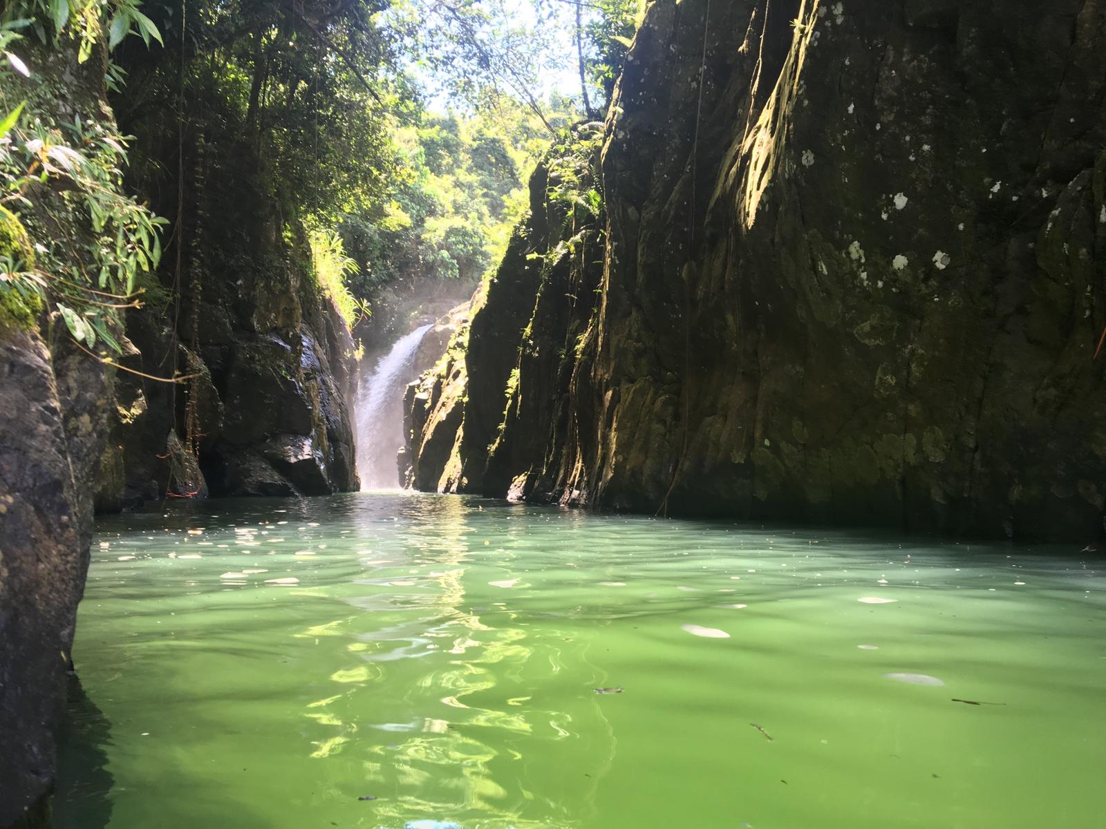 Lush rainforest scene