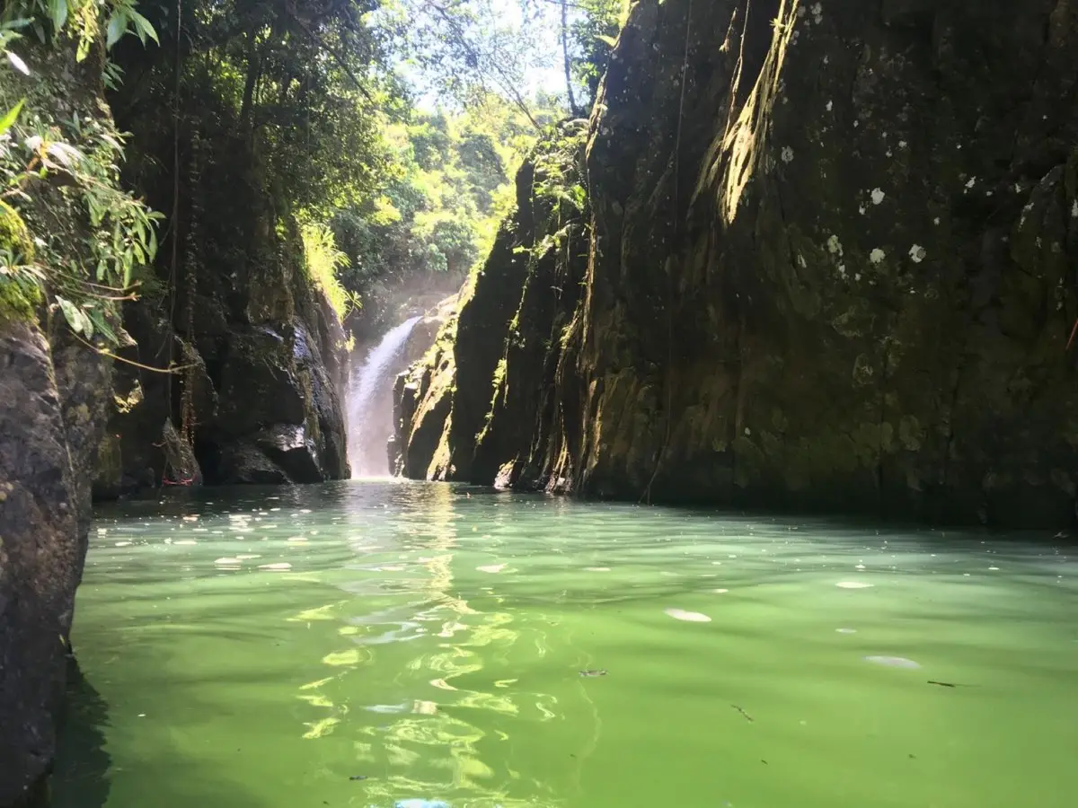 Lush rainforest scene